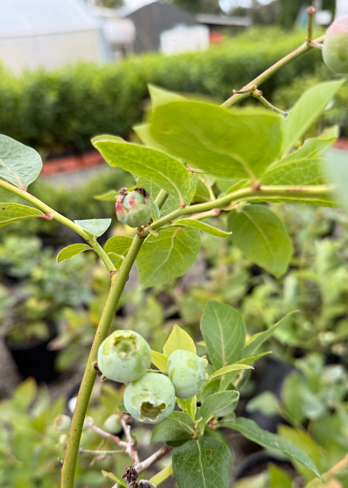 Blueberry plant with green berries and leaves in a garden setting