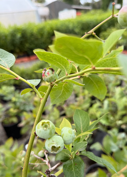 Blueberry plant with green berries and leaves in a garden setting