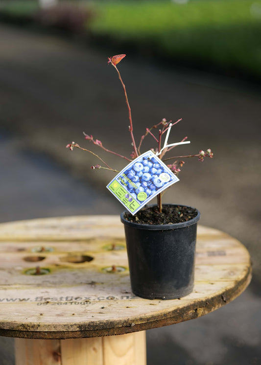 A Blueberry O'neal with thin reddish-brown stems and a hanging tag showing blueberries, set on a wooden spool table outdoors with a blurred garden background.