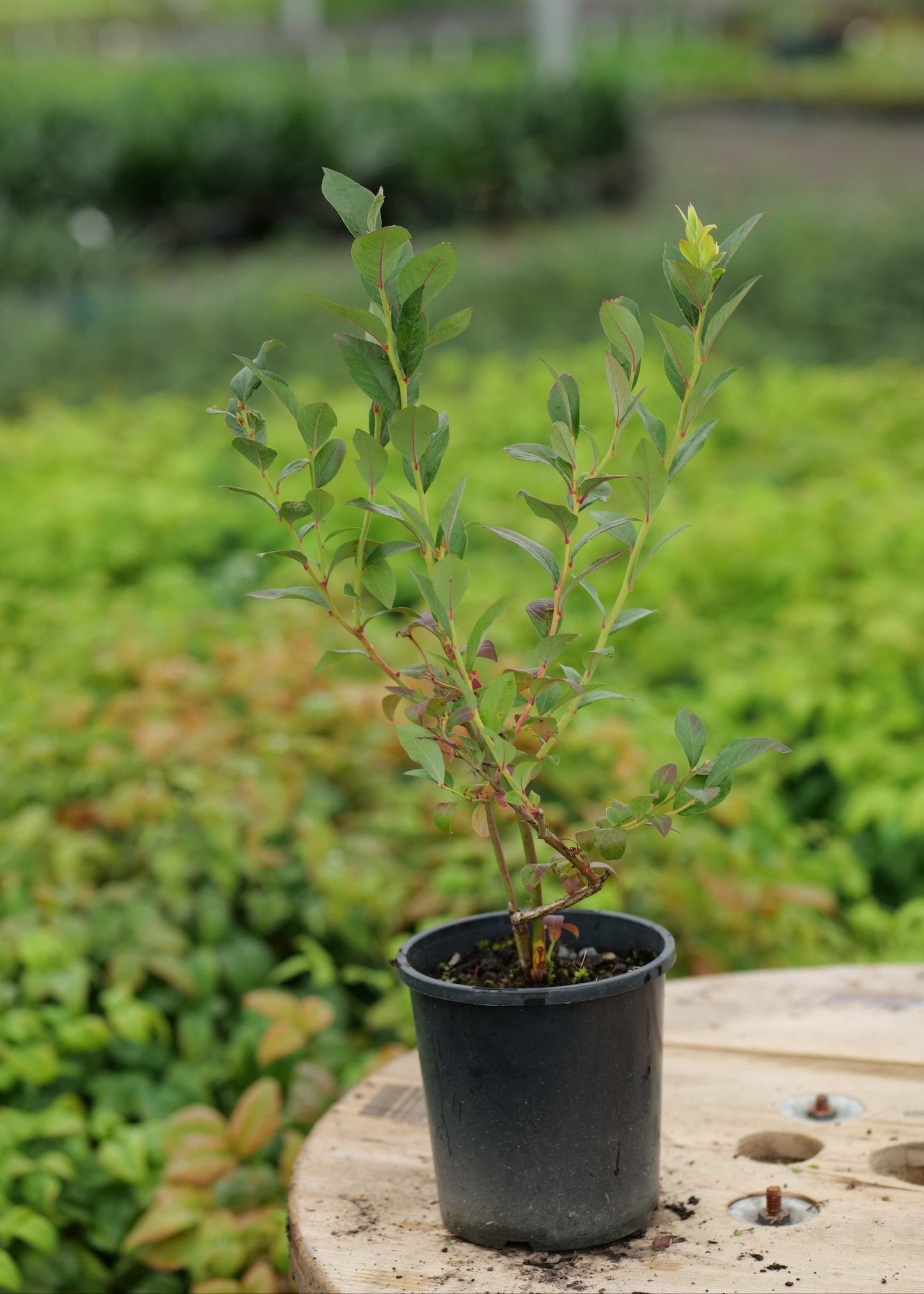 Blueberry Reka