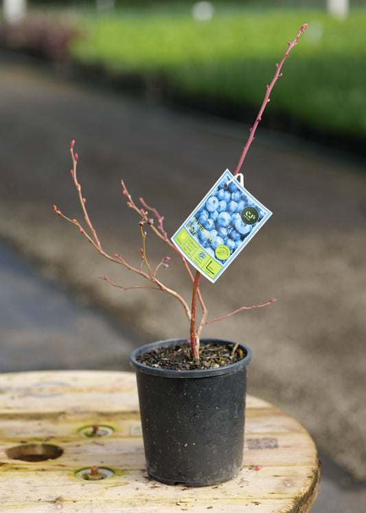 A Blueberry Sierra blueberry plant with bare reddish-brown branches and a hanging tag showing blueberries, set on a wooden surface outdoors.