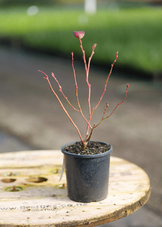 A Blueberry Spartan with bare reddish-brown stems and a single pink leaf, shown in a black nursery pot on a wooden spool outdoors.