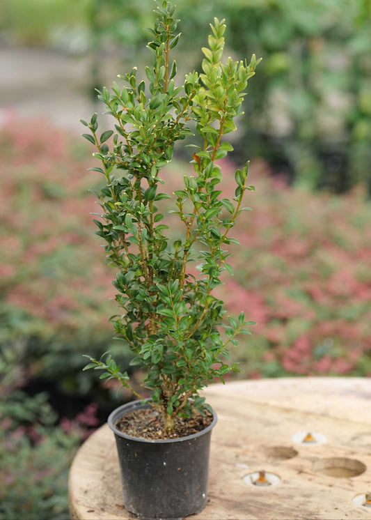 Potted plant on a wooden surface with a blurred garden background