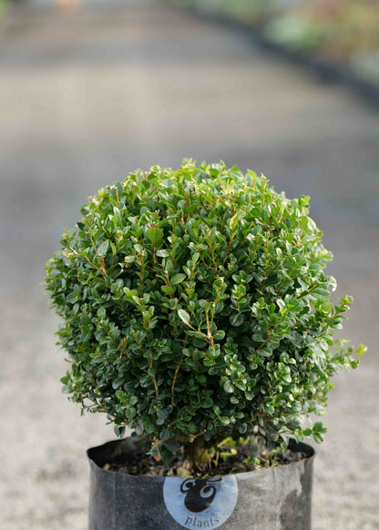 Groomed Buxus Ball with a blurred background