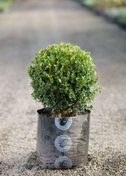Topiary Buxus Balls in the nursery setting with a blurred background
