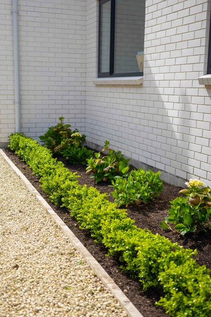 Small garden bed with green Buxus Independence hedge plants against a white brick wall.