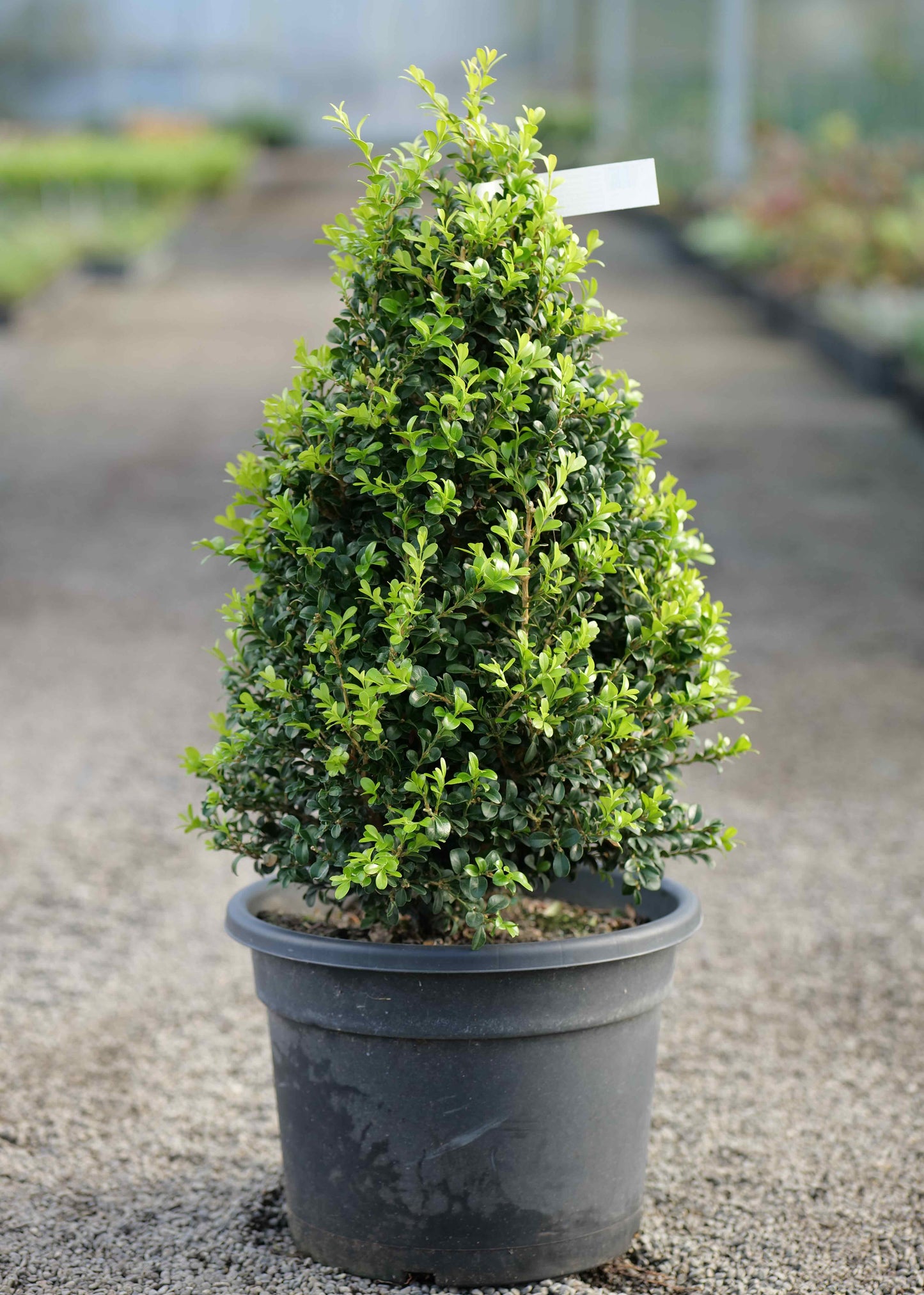 Buxus Independence Shaped into a cone in a nursery setting on a gravel background