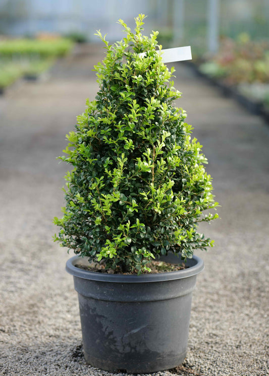 Buxus Independence Shaped into a cone in a nursery setting on a gravel background