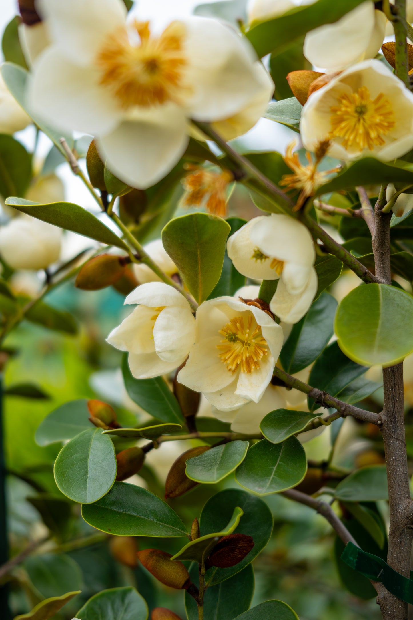 Michelia Princess Grace