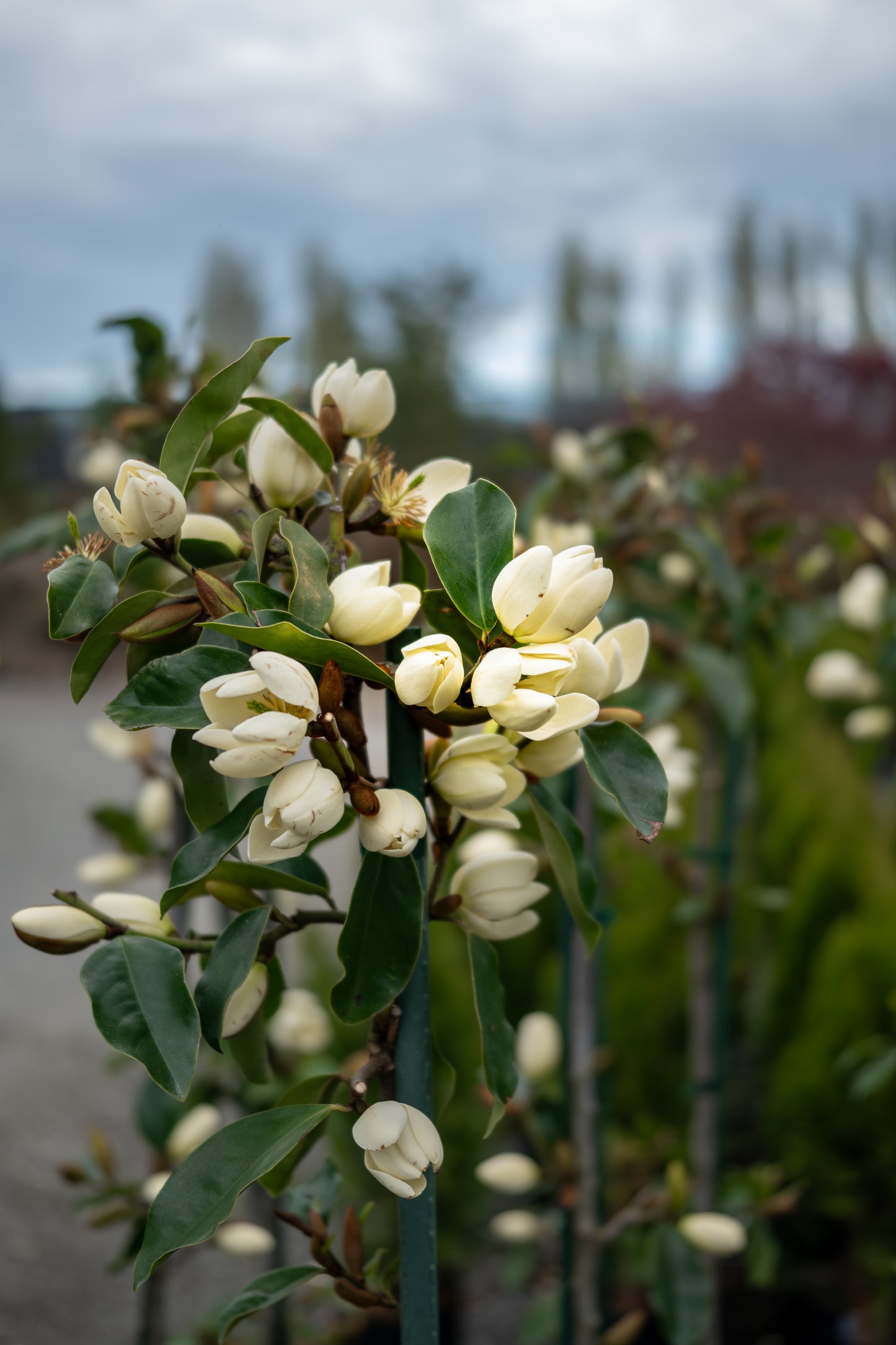 Michelia Princess Grace