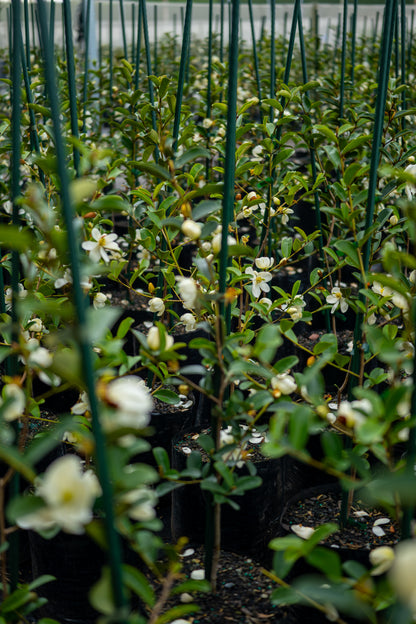 Michelia Princess Grace