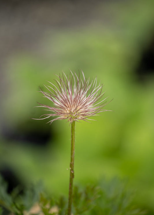 Pulsatilla Violet Bells