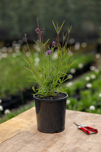 Verbena Bonariensis