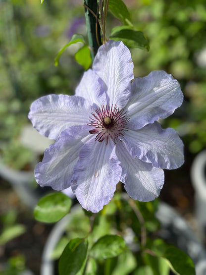A close-up of a pale lavender-blue clematis Blue Eye flower with green leaves and stems, photographed outdoors in a garden setting.
