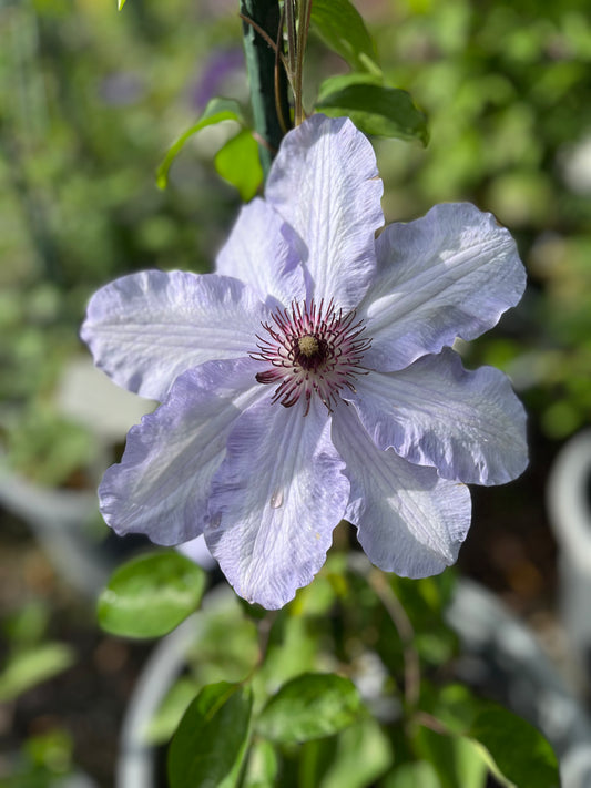 A close-up of a pale lavender-blue clematis Blue Eye flower with green leaves and stems, photographed outdoors in a garden setting.