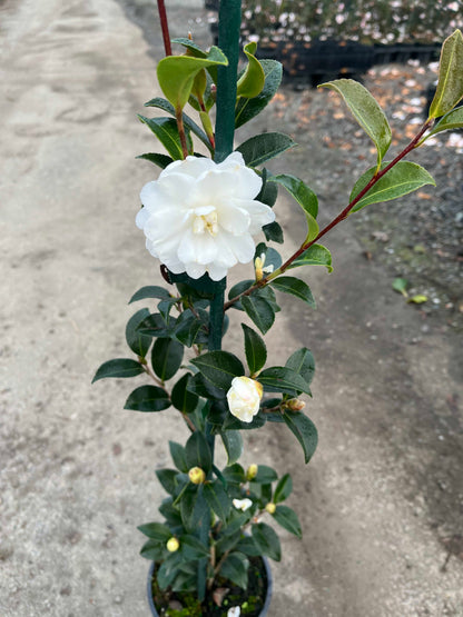 Potted Camellia Avalanche with white flowers and green leaves on a gray surface