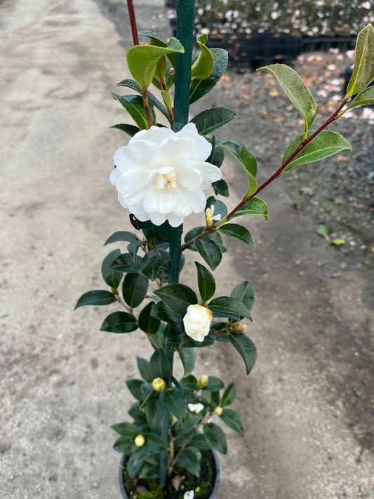 Potted Camellia Avalanche with white flowers and green leaves on a gray surface