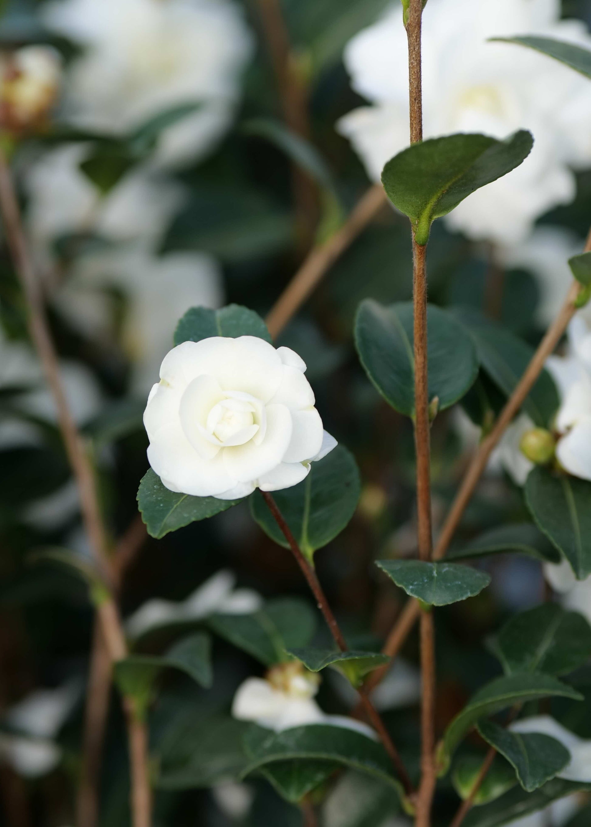White Double flower of Camellia Avalanche