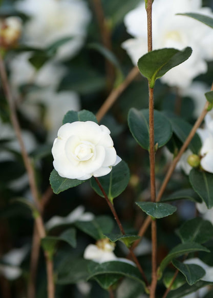 White Double flower of Camellia Avalanche