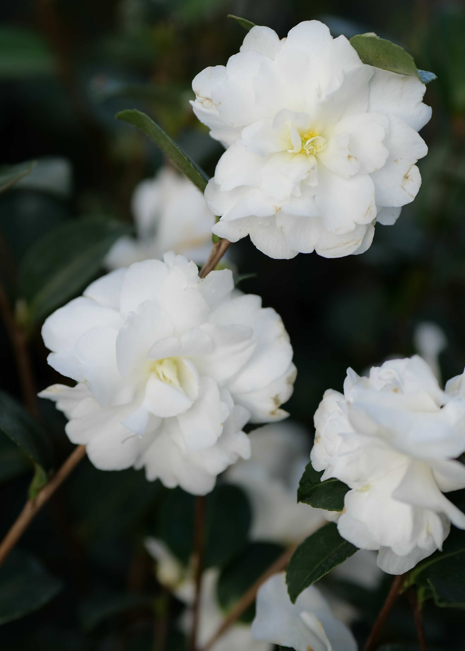 Double white flower of camellia avalanche