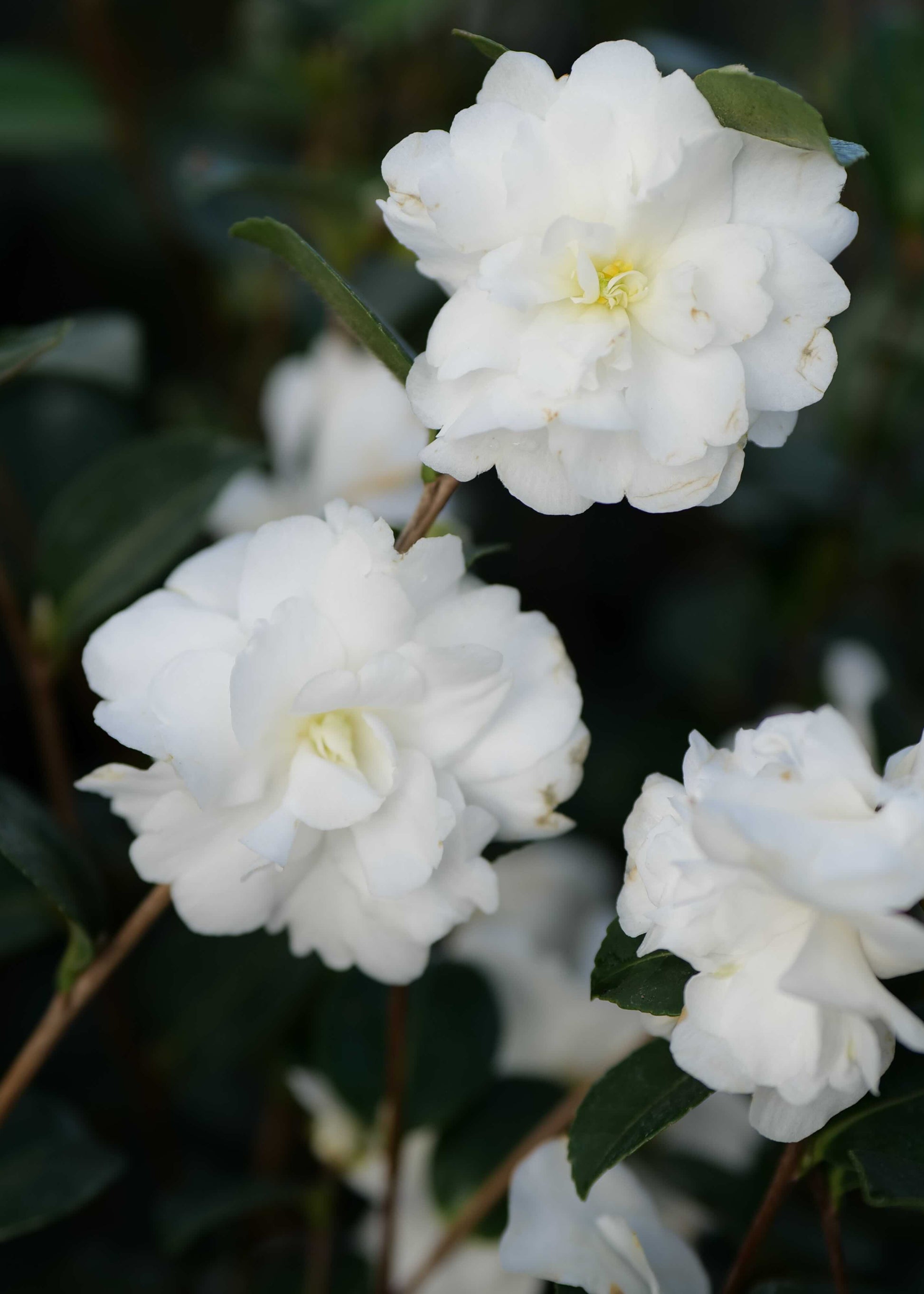 Double white flower of camellia avalanche