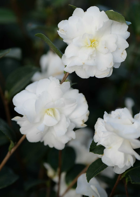 Double white flower of camellia avalanche