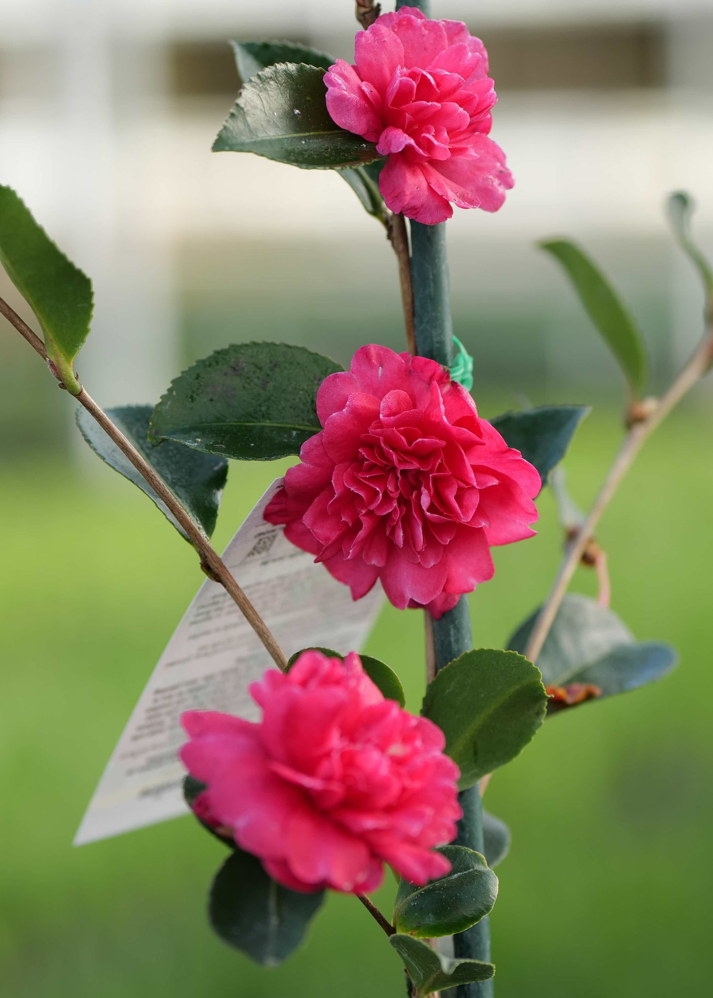 Large pink double flowers of Camellia Caroline 