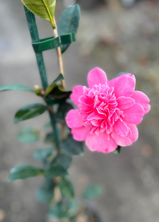 Pink flower of Camellia Caroline with green leaves on a blurred background