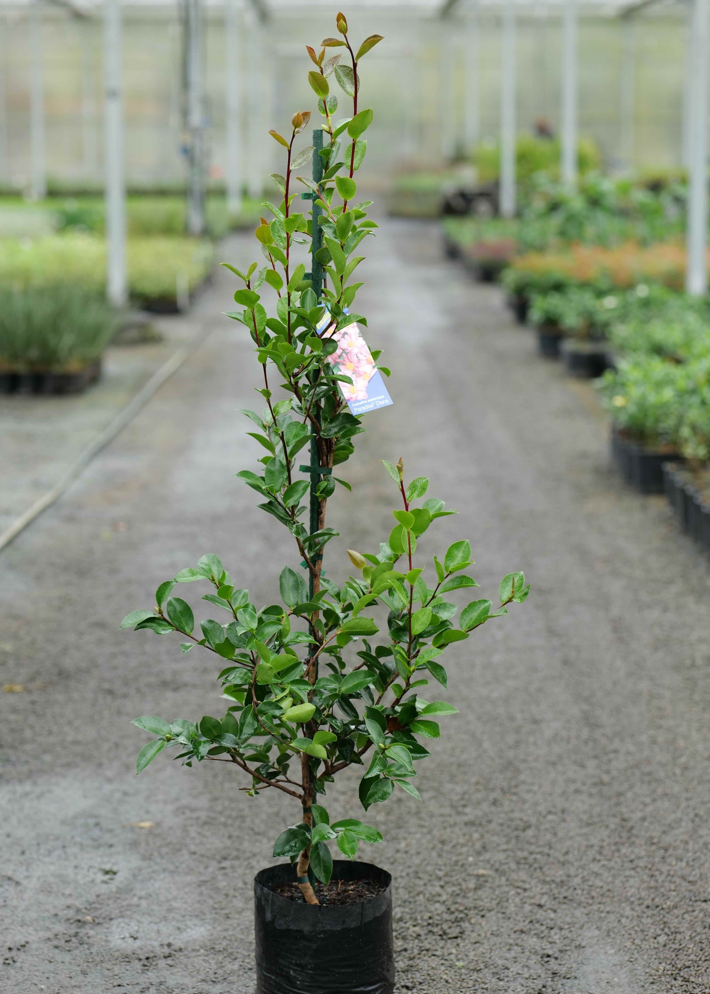 Camellia Diana