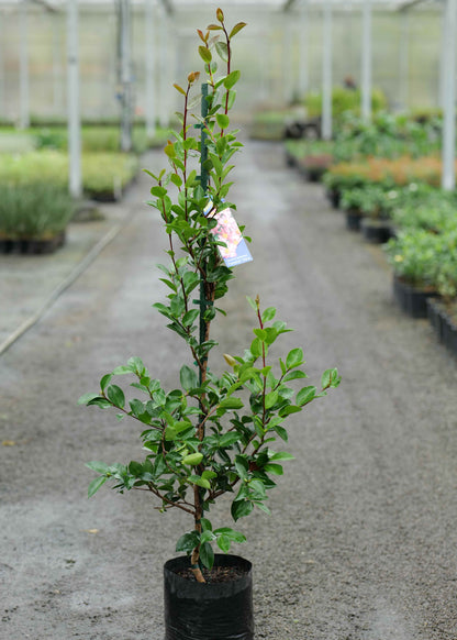 Camellia Diana