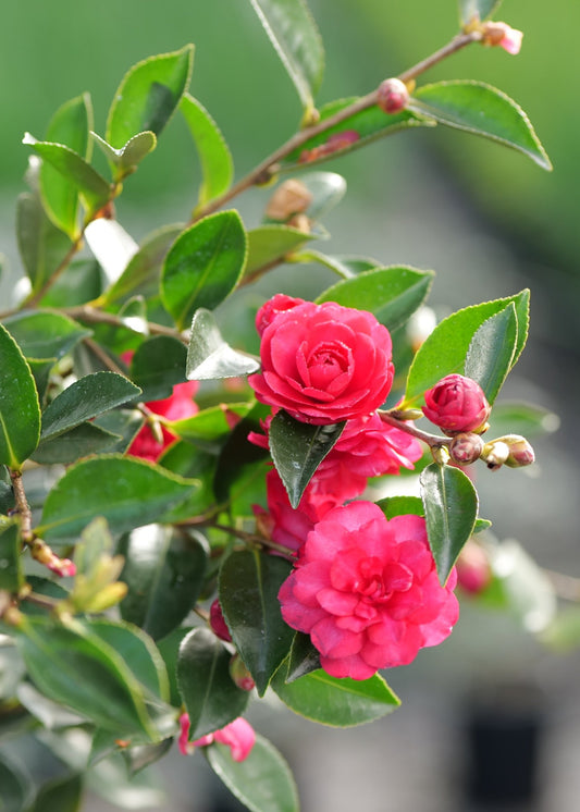 A close-up of a flowering camellia Exotic Jewel branch with bright pink blossoms and glossy green leaves, photographed outdoors against a blurred green background.