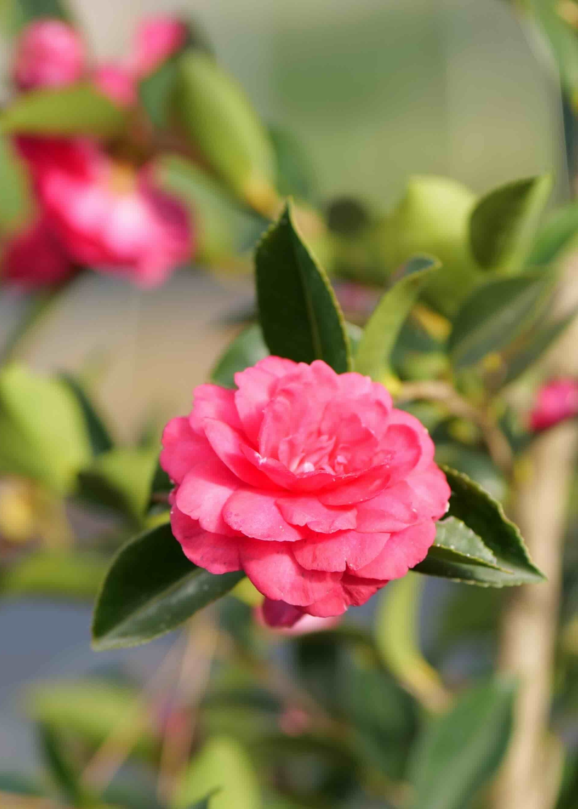 Close up of Camellia Exotic Jewel Flower, rich pinky red with a double flower in full bloom