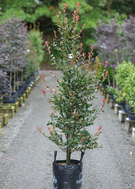 Camellia Fairy Blush