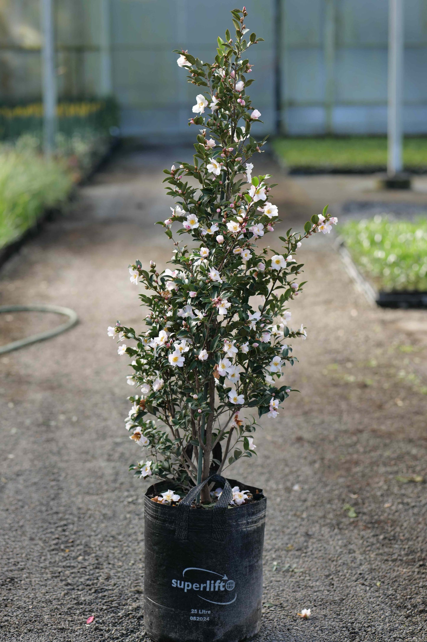 Camellia Fairy Blush