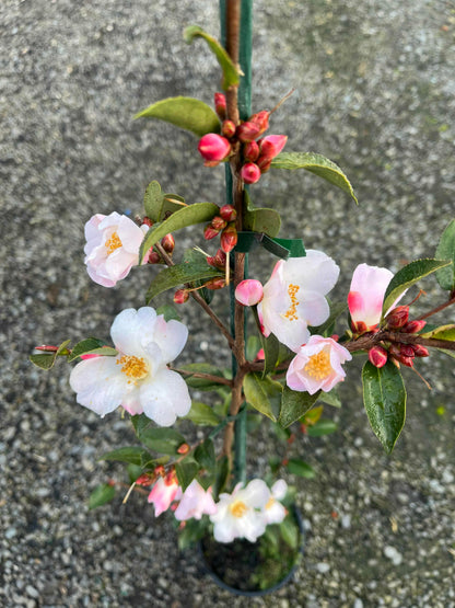 Flowering branch with white and pink flowers of Camella Fairy Blush on a gray background