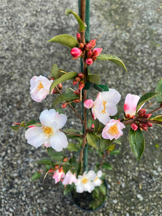 Flowering branch with white and pink flowers of Camella Fairy Blush on a gray background