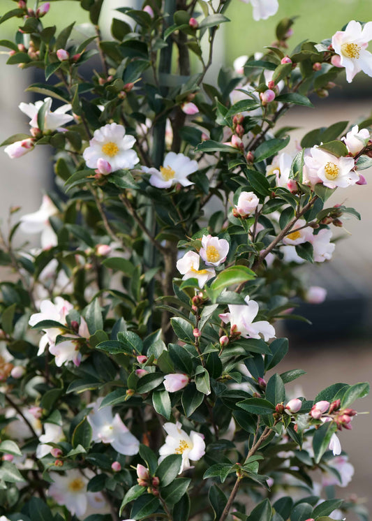Camellia Fairy Blush bush in flower, tiny single flowers with soft pink edges and a yellow stamen  