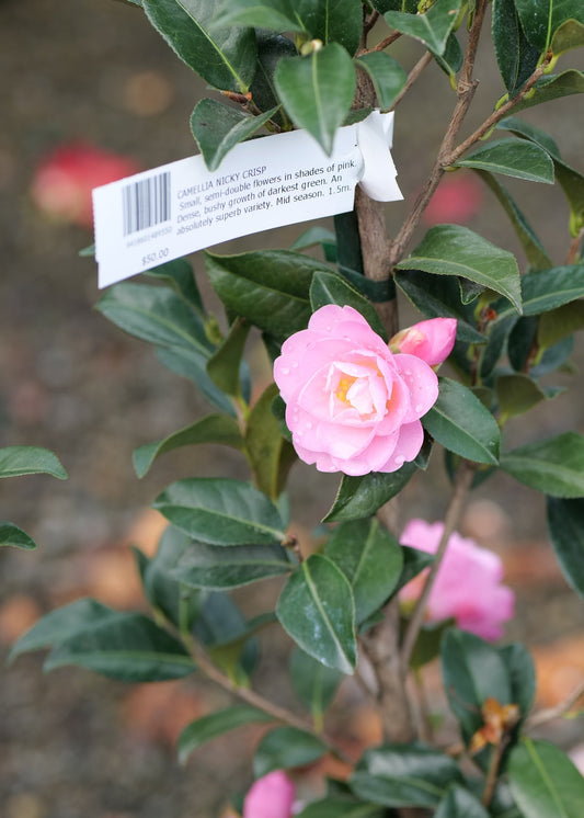 A Camellia Nicky Crisp flower in bloom on a leafy green plant, with a small white product tag attached near the stem. The background is a blurred garden setting with brown mulch and more foliage.