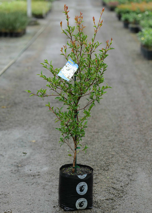 Camellia Petite White plant