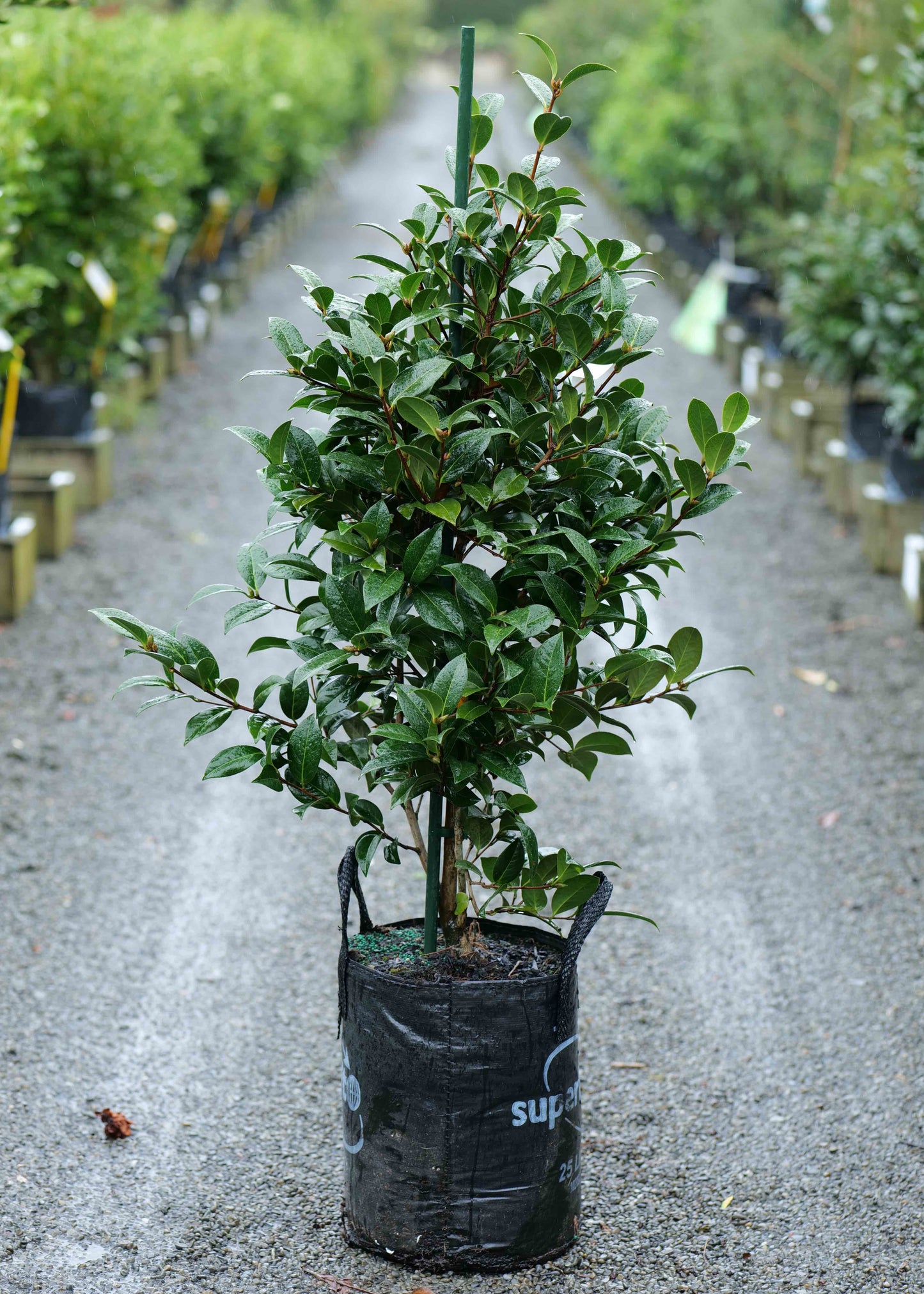 Camellia Pinktastic