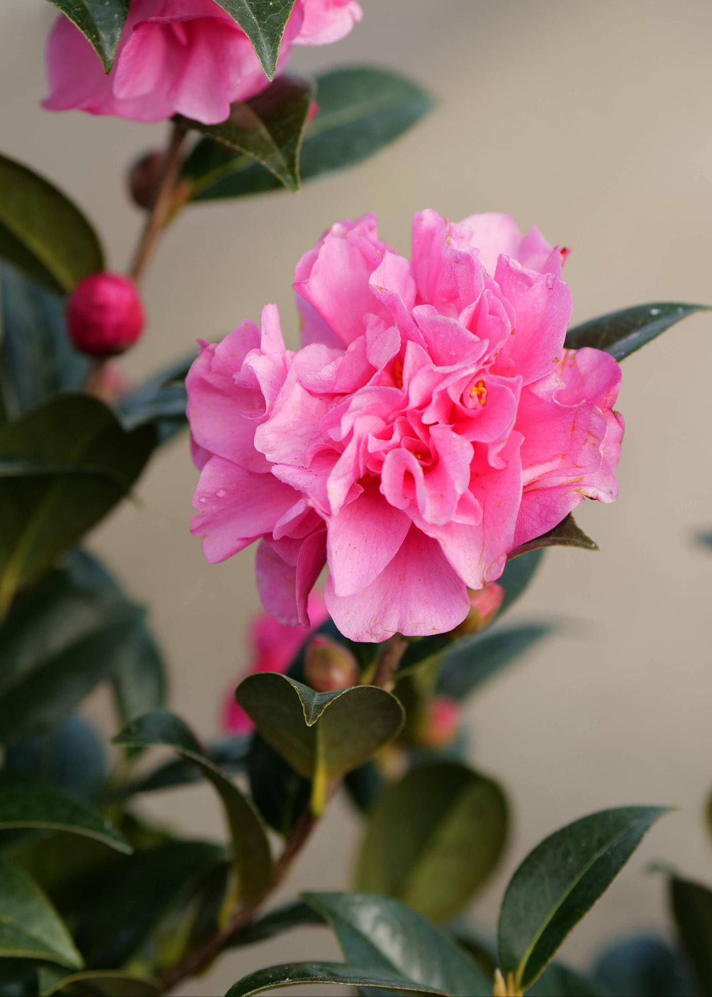 A close-up photograph of a vibrant pink camellia pinktastic flower in full bloom, surrounded by glossy dark green leaves and other pink buds on a soft, blurred beige background.