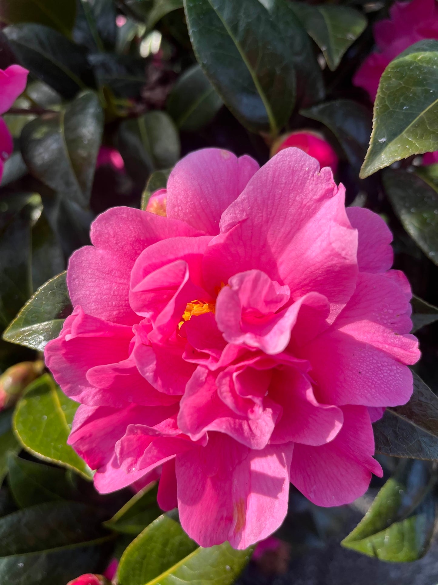 Close-up of a bright pink flower of Camellia Pinktastic with green leaves in the background