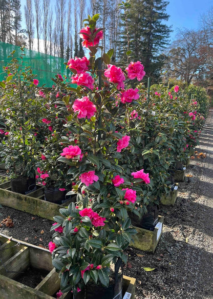 Bushes of Camellia Pinktastic with pink flowers in a garden setting