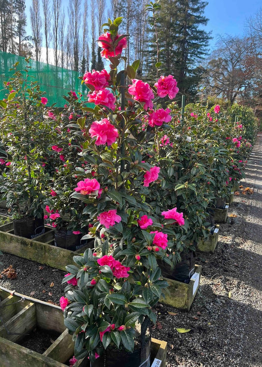 Bushes of Camellia Pinktastic with pink flowers in a garden setting
