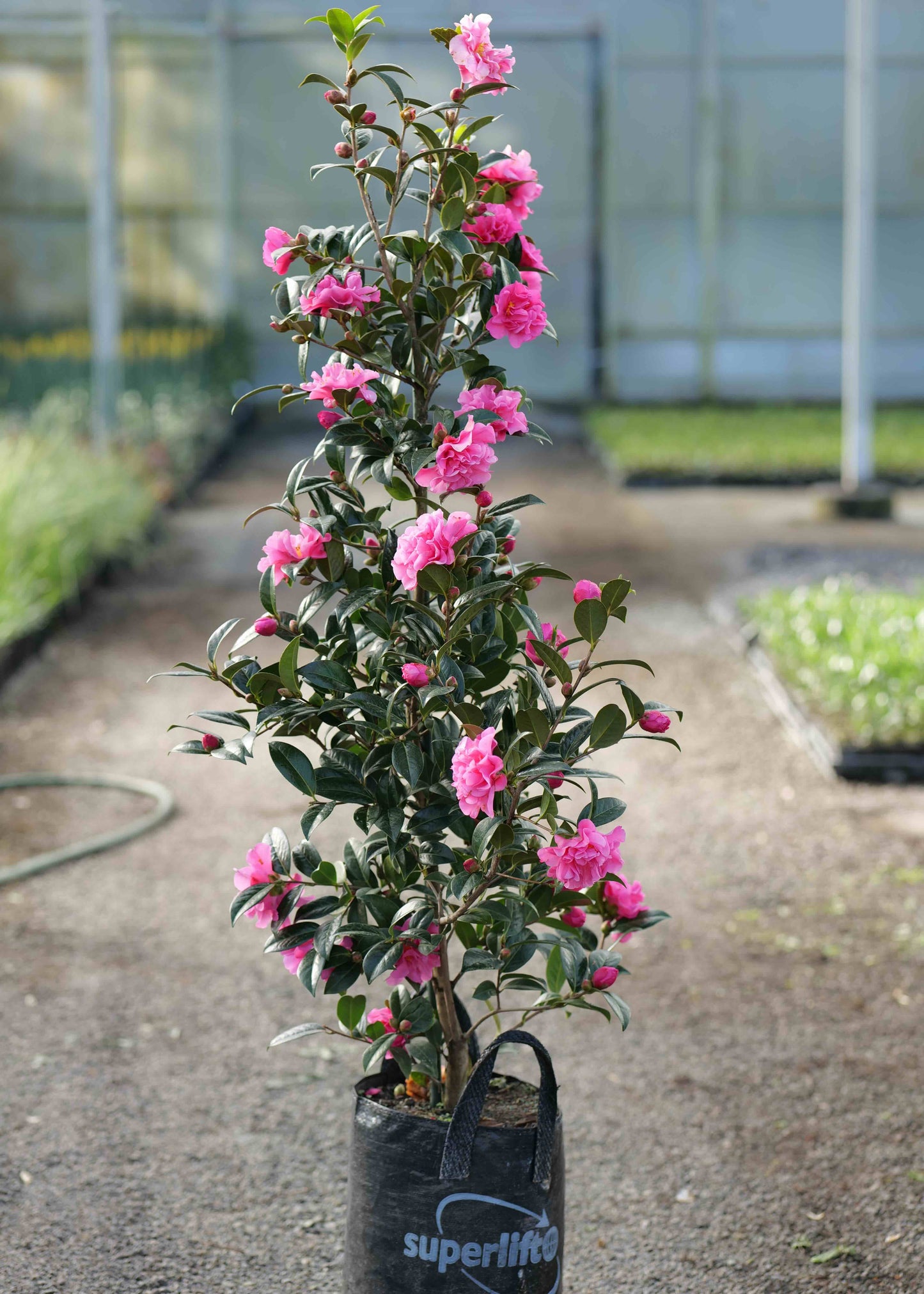 Large grade bagged Camellia Pinktastic in Nursery setting