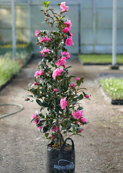 Large grade bagged Camellia Pinktastic in Nursery setting