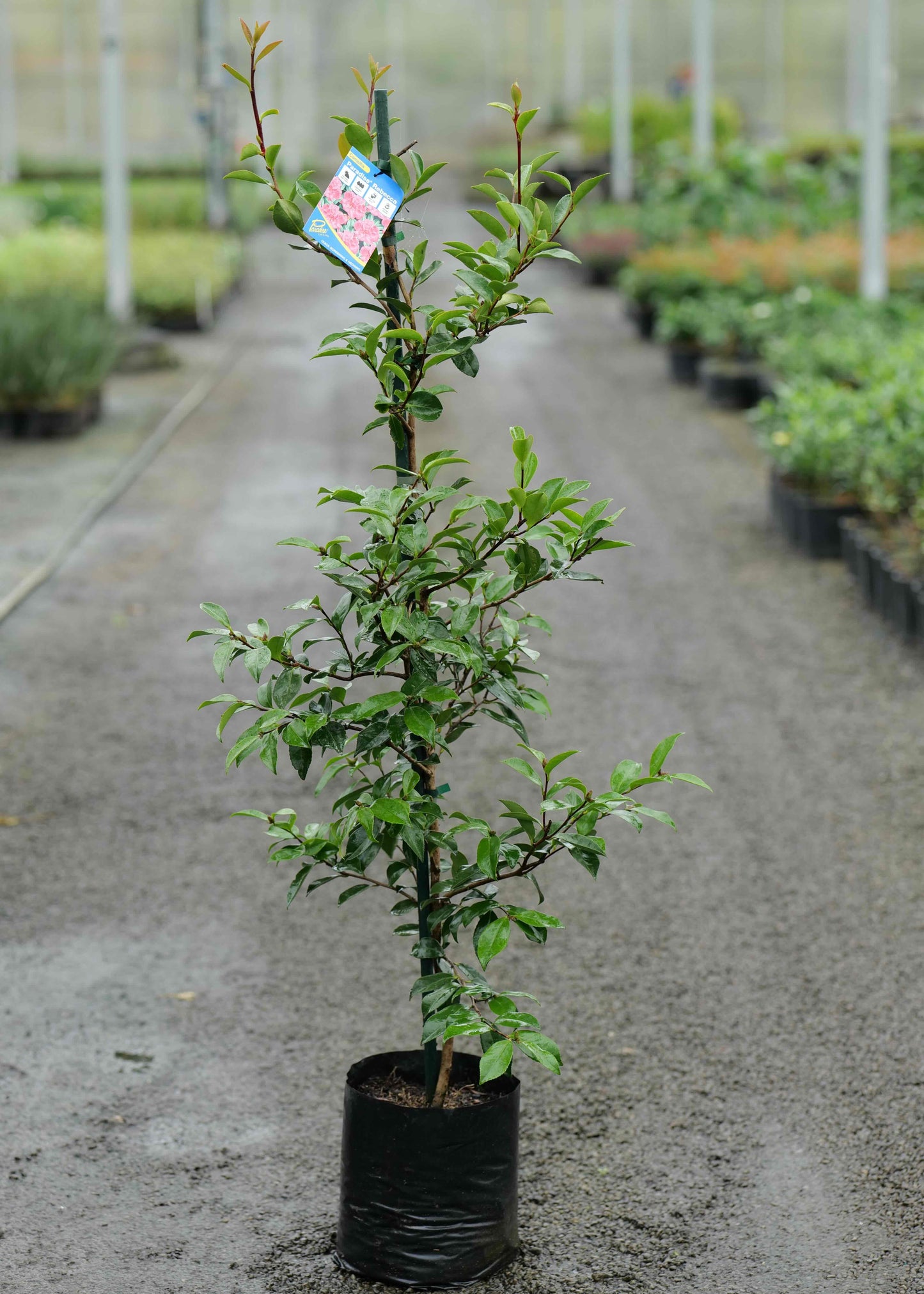 Camellia Rebecca