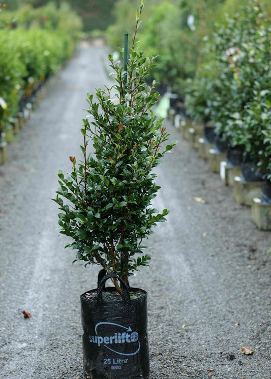 Camellia Sas. Yuletide