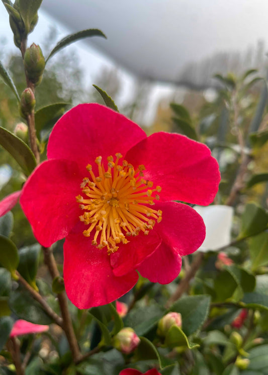 Red flower of Camellia Yuletide with yellow center on a blurred natural background