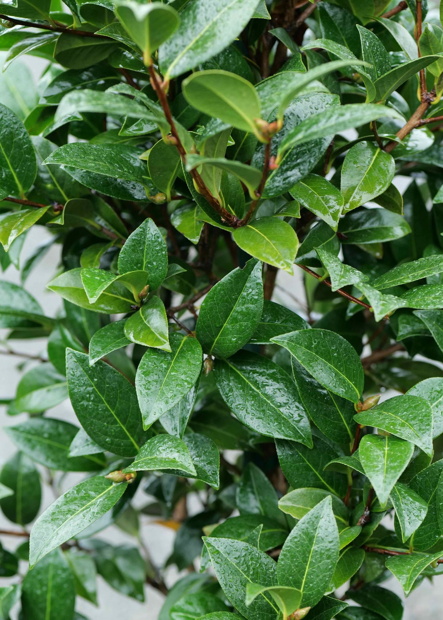 Camellia Sas. Yuletide